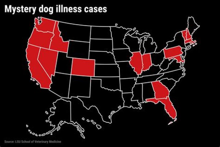 16 States Where Mystery Dog Illness Is Now Spreading