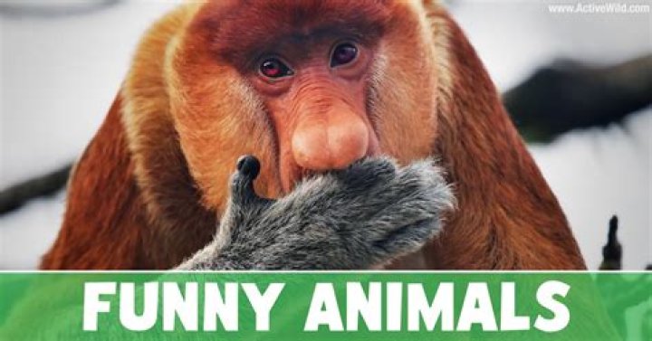 30 Funny Photos of Animals That Will Brighten Your Day — Best Life