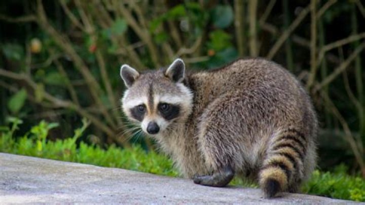 5 Scents That Attract Raccoons to Your Yard, Experts Say