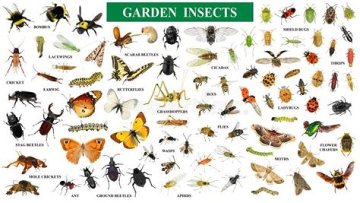If You See This in Your Yard, Insects Are About to Invade, Expert Warns