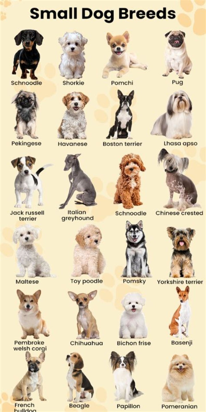 Small Dog Breeds That Make the Best Teeny Tiny Companions