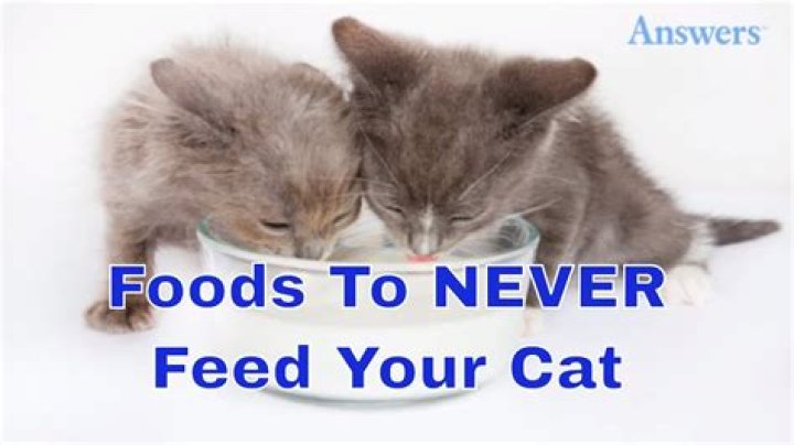 These Are the Foods You Should Never Feed Your Cat