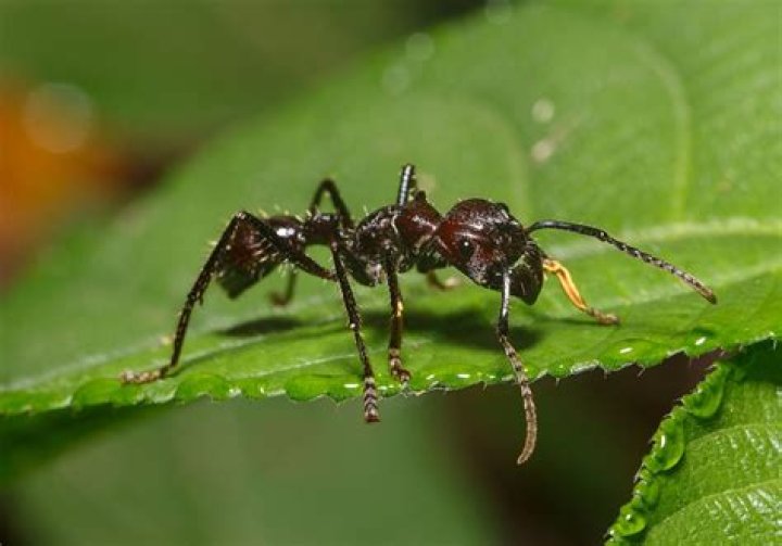 This Is the Most Painful Insect Sting in the World, Scientist Says — Best Life