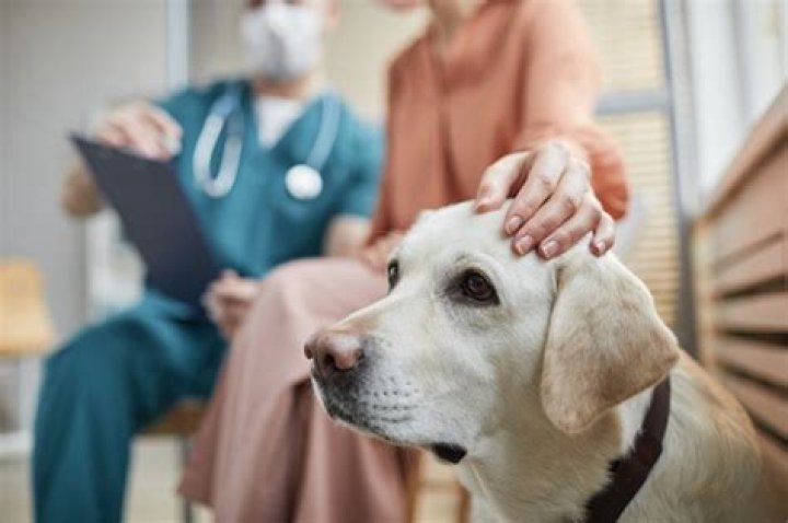 Why Is My Dog Shaking? Veterinarians Weigh In